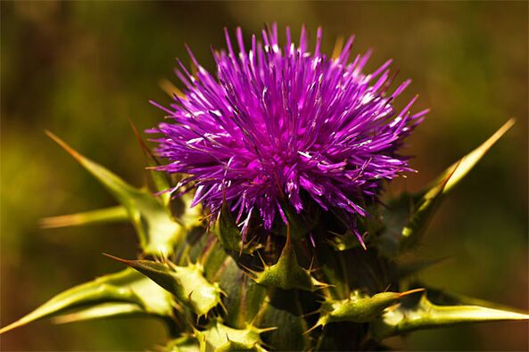 Thistle helps with lack of male hormone in the body